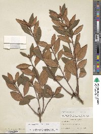 Rhododendron minus image