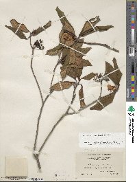 Rhododendron minus image