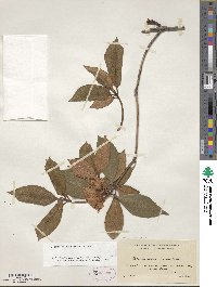 Rhododendron minus image
