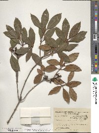 Rhododendron minus image