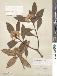 Rhododendron minus image