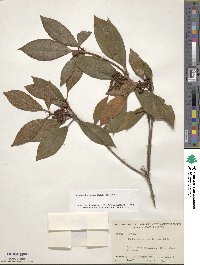 Rhododendron minus image
