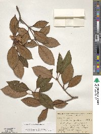 Rhododendron minus image