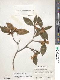 Rhododendron minus image