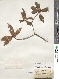 Rhododendron minus image