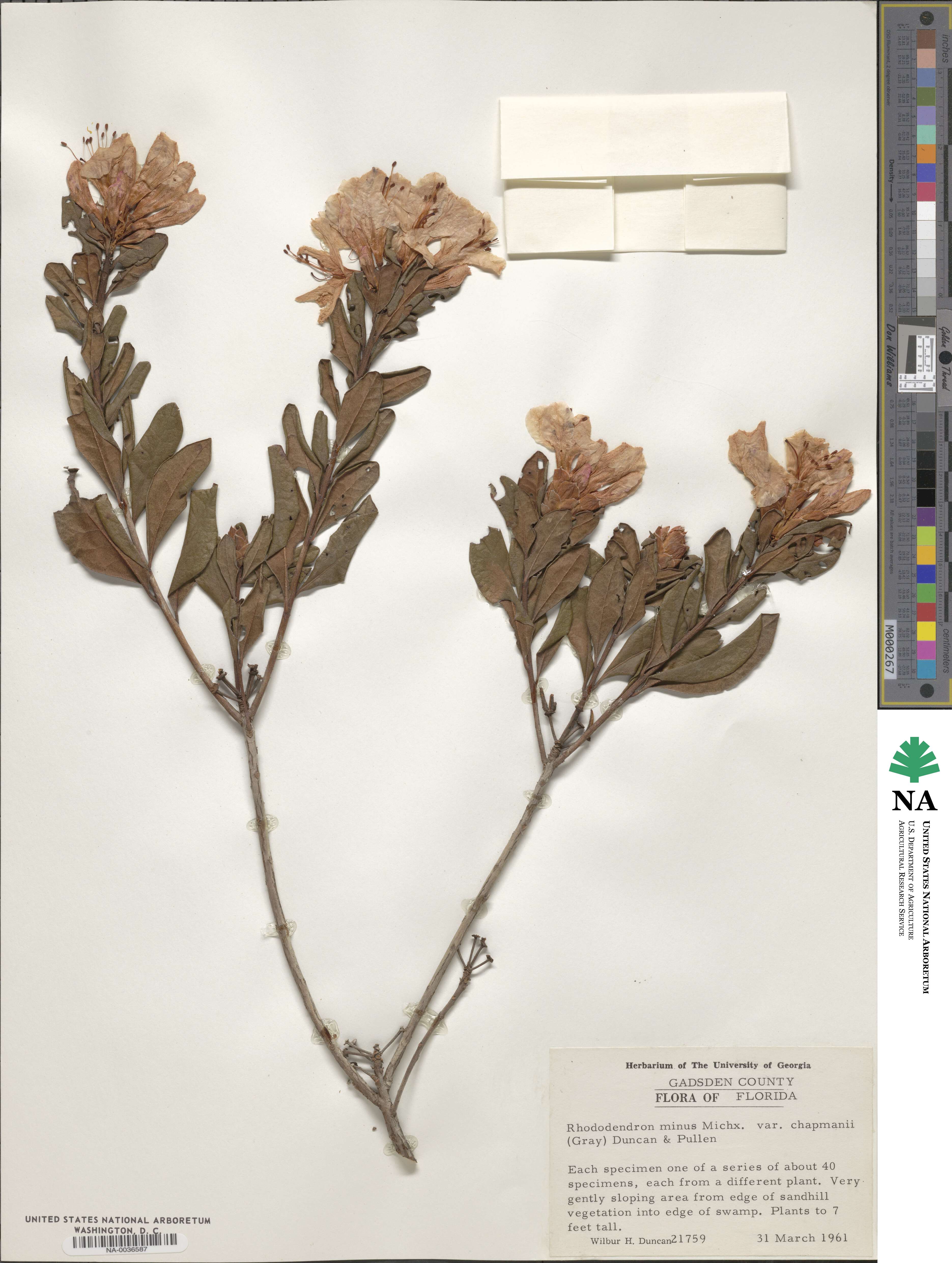 Rhododendron minus var. chapmanii image