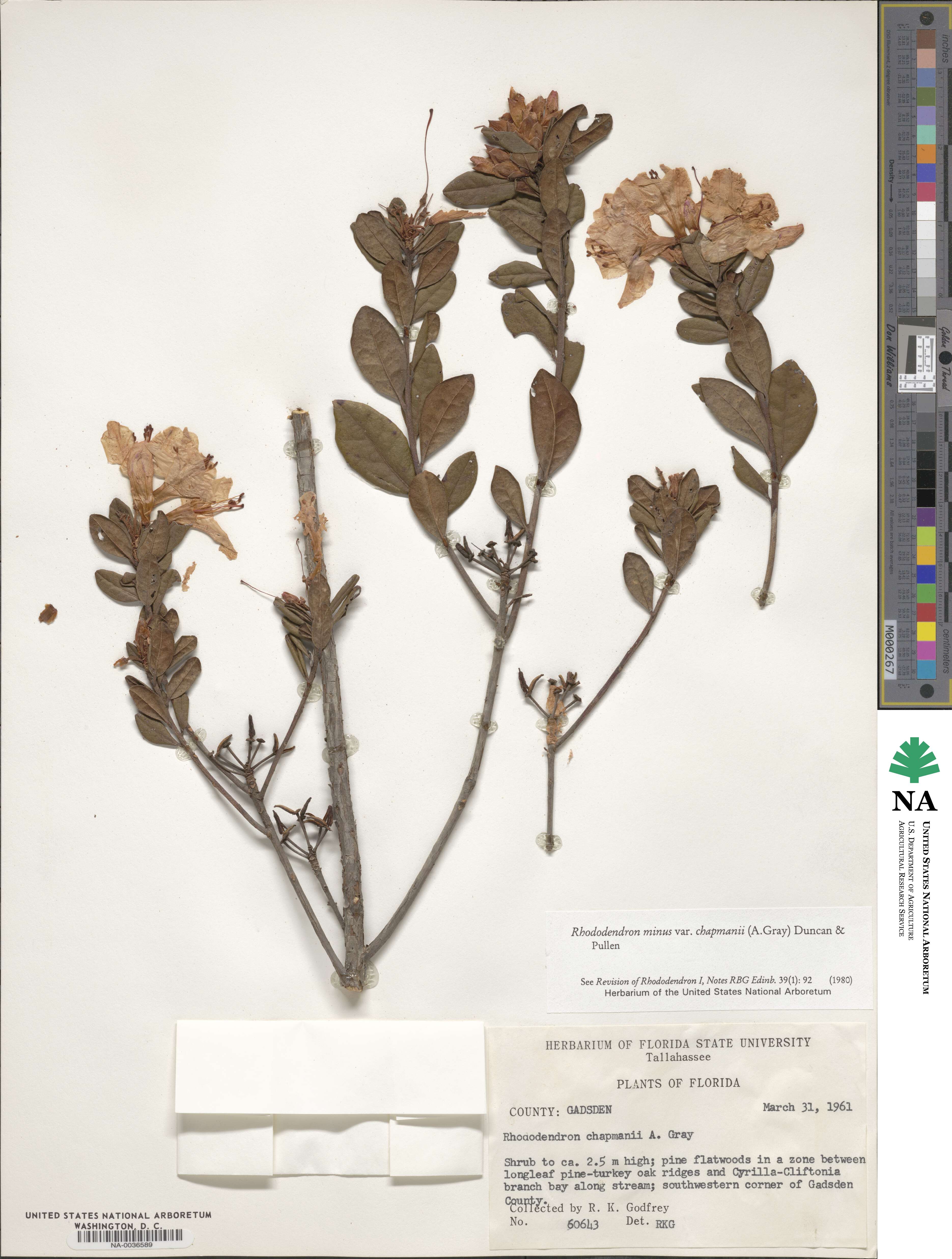 Rhododendron minus var. chapmanii image