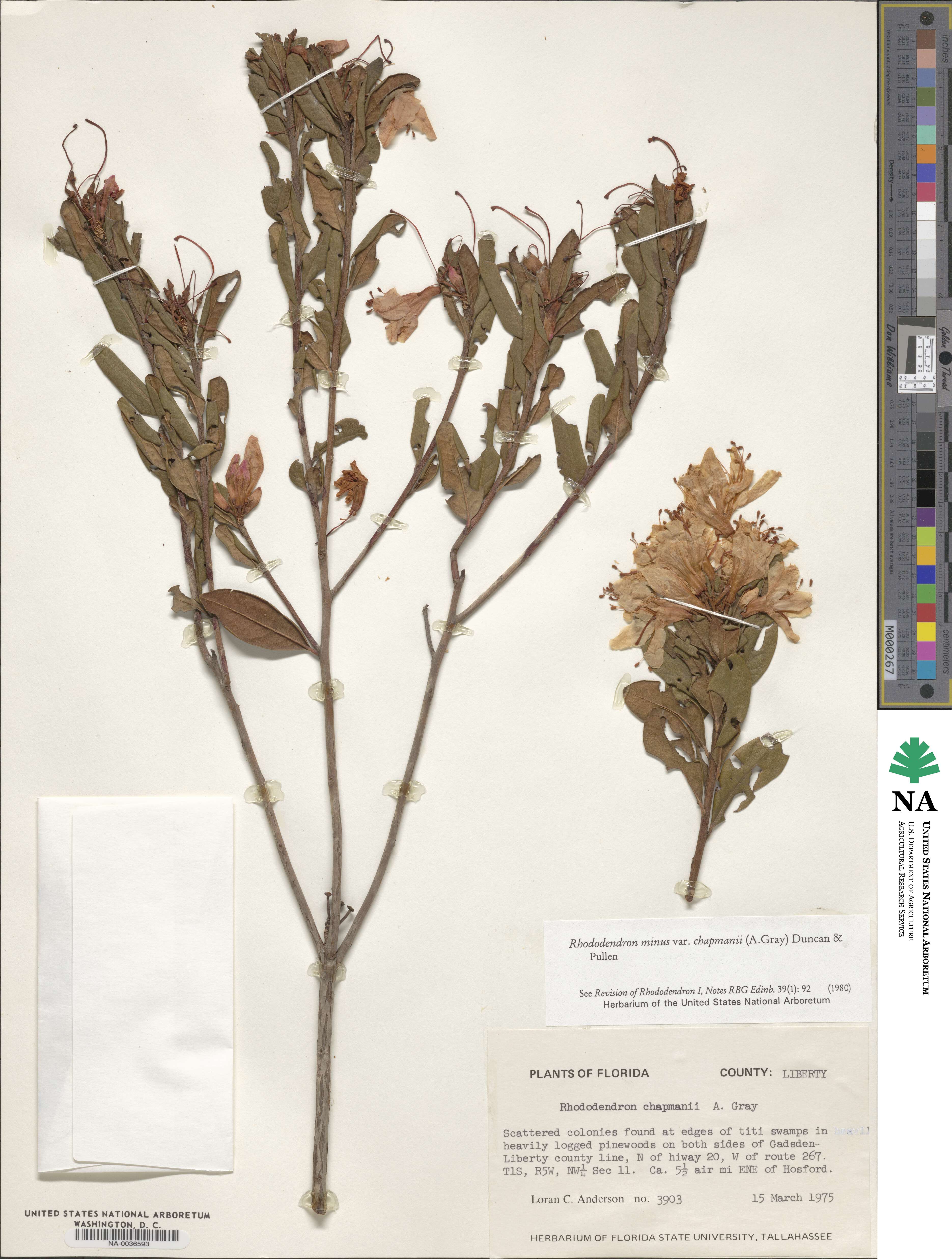 Rhododendron minus image