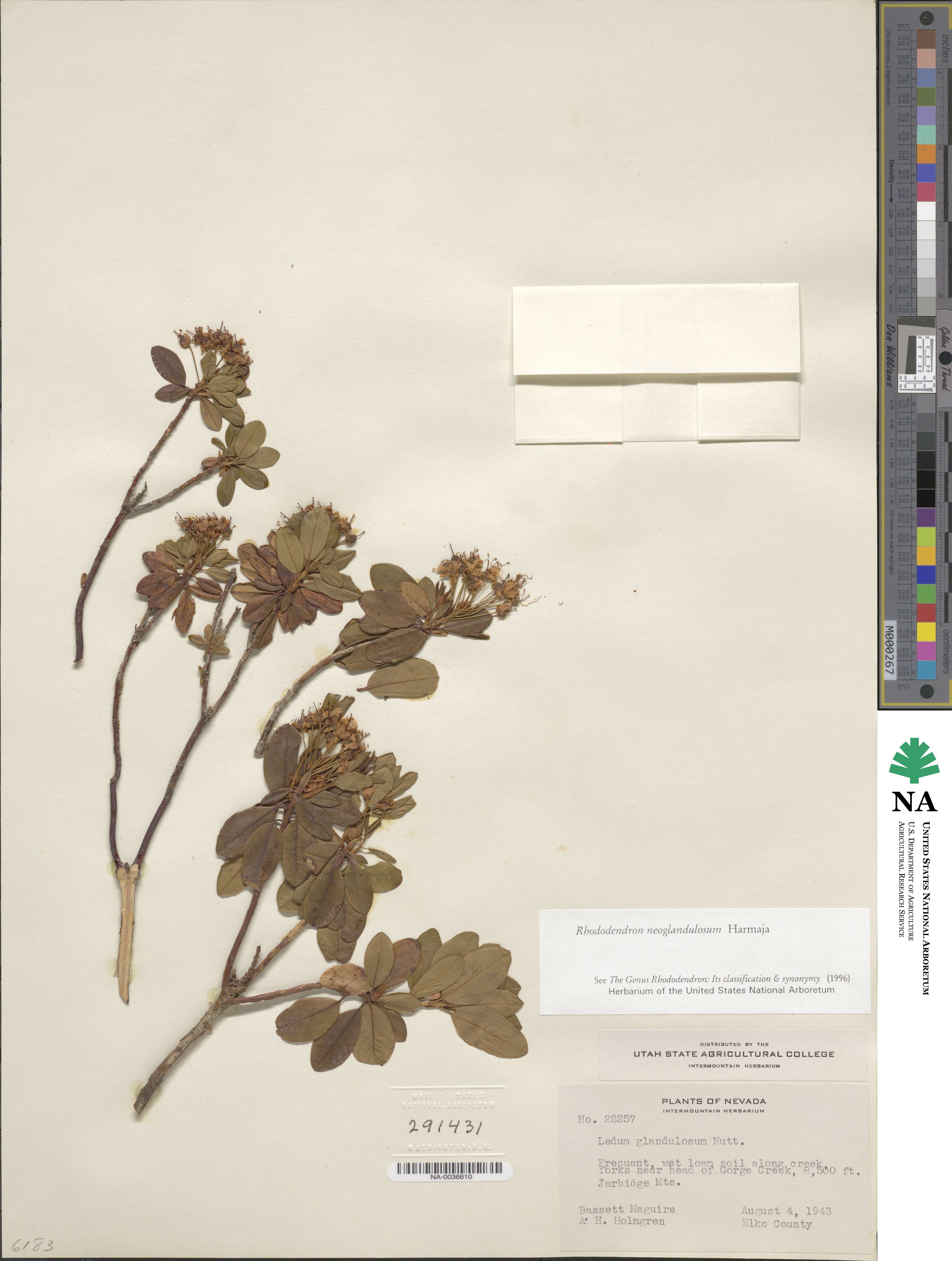 Rhododendron columbianum image