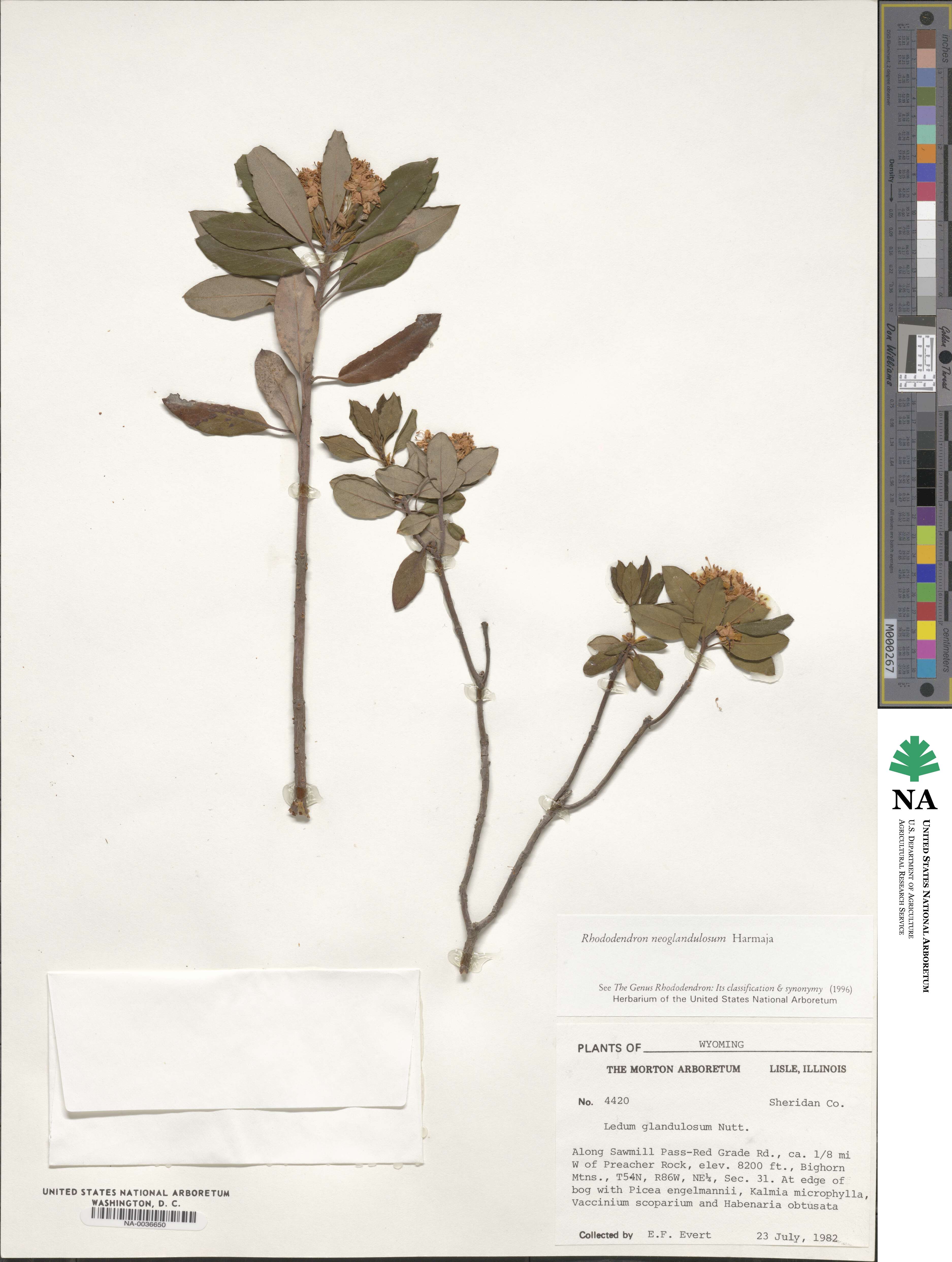 Rhododendron columbianum image