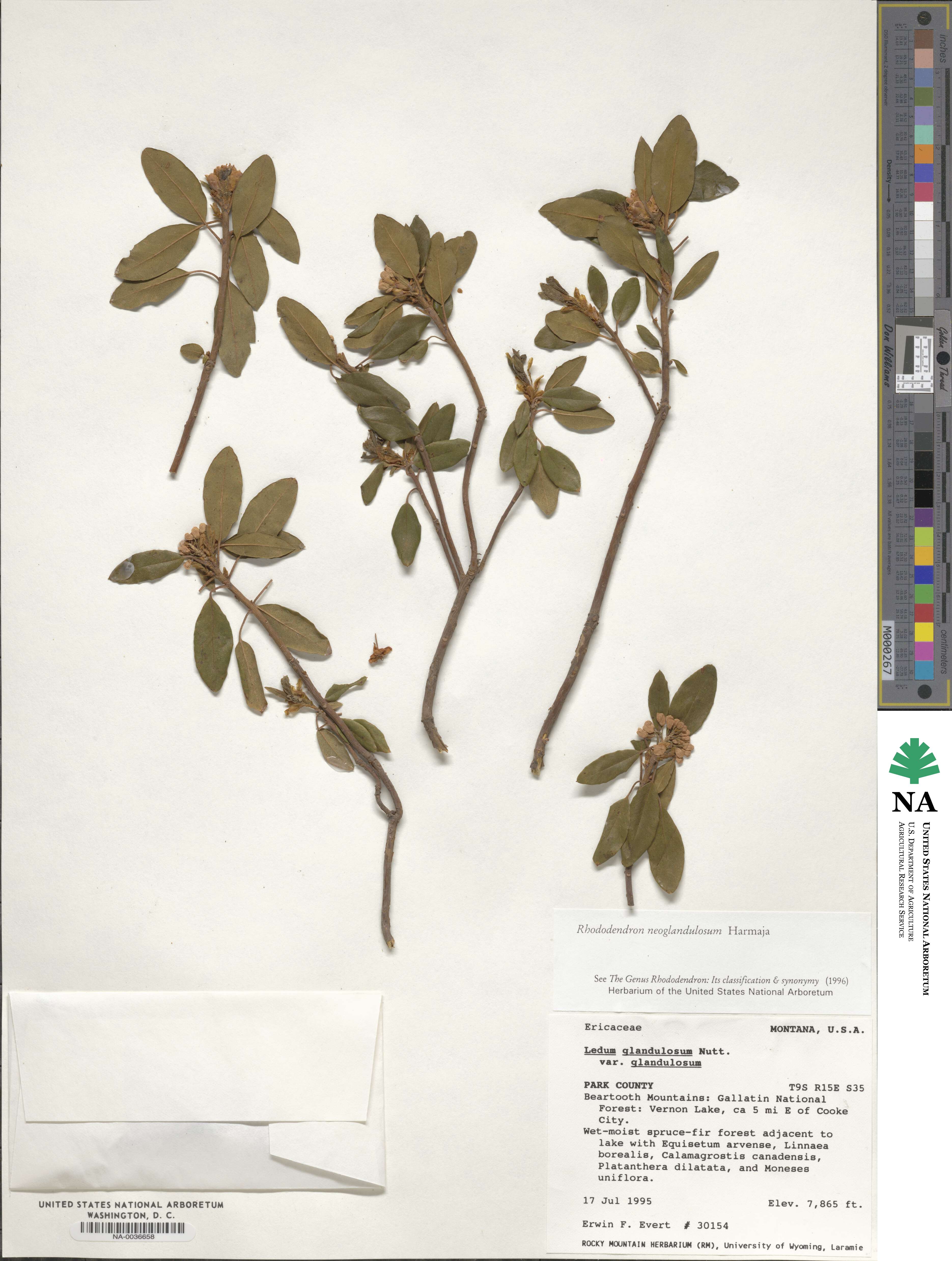 Rhododendron columbianum image