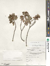 Rhododendron columbianum image