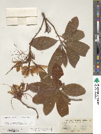 Rhododendron occidentale image