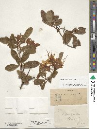 Rhododendron occidentale image