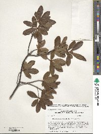 Rhododendron occidentale image