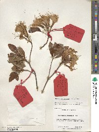 Rhododendron occidentale image