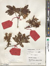 Rhododendron occidentale image