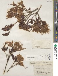 Rhododendron occidentale image