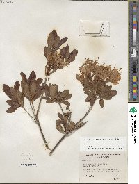 Rhododendron occidentale image