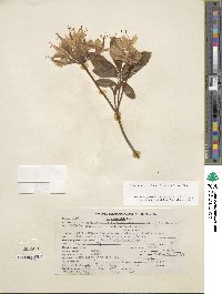 Rhododendron occidentale image