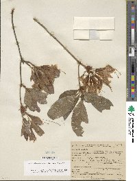 Rhododendron occidentale image