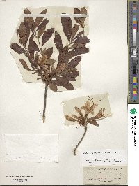 Rhododendron occidentale image