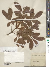 Rhododendron occidentale image