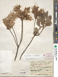 Rhododendron occidentale image