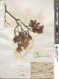 Rhododendron occidentale image