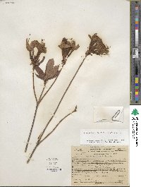 Rhododendron occidentale image