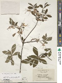 Rhododendron periclymenoides image