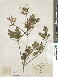 Rhododendron periclymenoides image