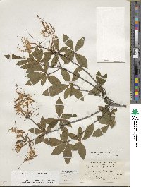 Rhododendron periclymenoides image