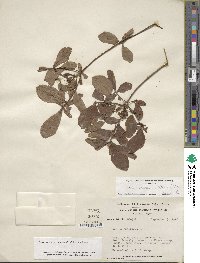 Rhododendron periclymenoides image