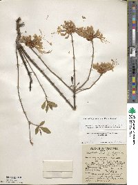 Rhododendron periclymenoides image