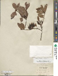 Rhododendron periclymenoides image