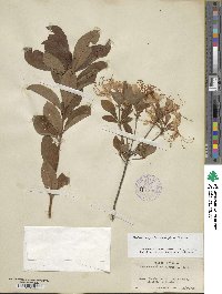 Rhododendron periclymenoides image