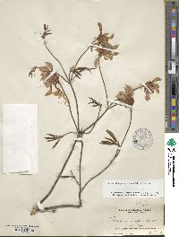 Rhododendron periclymenoides image