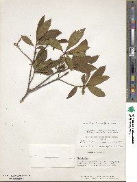 Rhododendron periclymenoides image