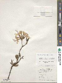 Rhododendron periclymenoides image