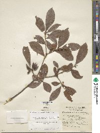 Rhododendron periclymenoides image