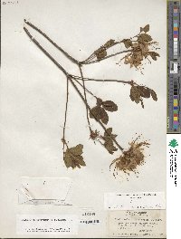 Rhododendron periclymenoides image