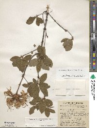 Rhododendron periclymenoides image