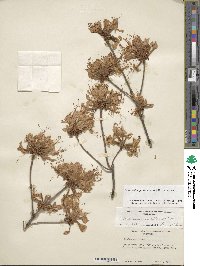 Rhododendron periclymenoides image