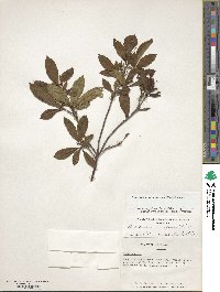 Rhododendron periclymenoides image