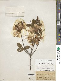 Rhododendron periclymenoides image