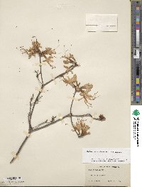 Rhododendron periclymenoides image