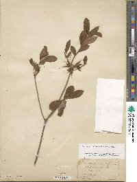 Rhododendron periclymenoides image