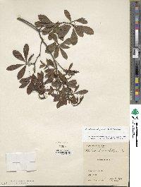 Rhododendron periclymenoides image