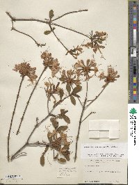 Rhododendron periclymenoides image